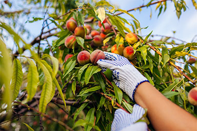 The harvest of apricots.